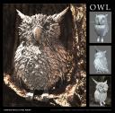 owl-web-allstages.jpg