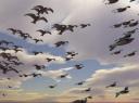 bird-flock.jpg
