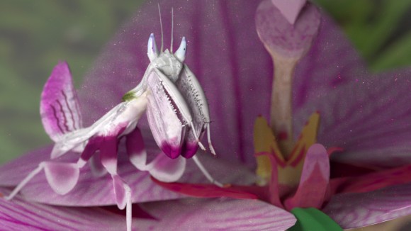 blenderdiplom.mantis.luxrender