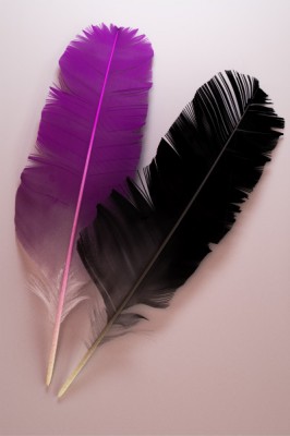 feather study 2