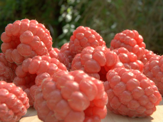 raspberry