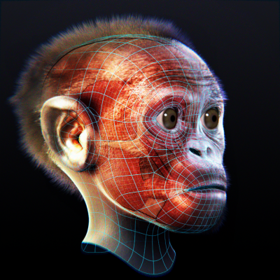 IMG_Render_Muscle_Face