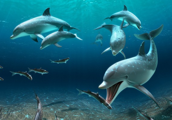 DolphinCrop2_2048wide