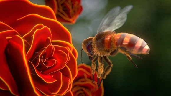 36 - aliasguru - Humble Bee