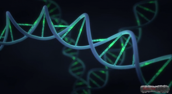 blender-dna