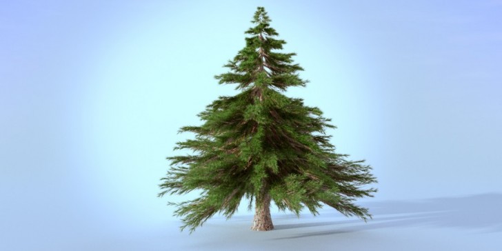 Realistic Medium Pine Tree