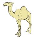 npr_camel.jpg
