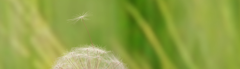 Macro Dandelion
