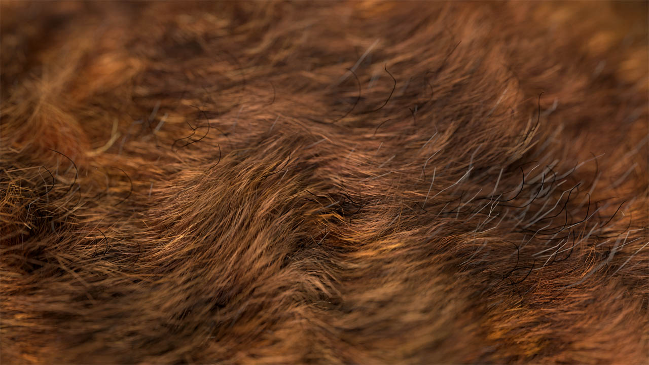 The Secrets to Realistic Fur in Blender - BlenderNation