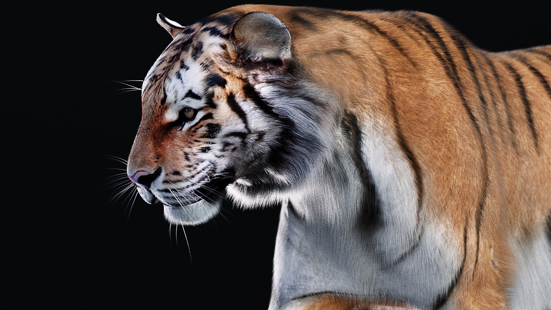 Realistic Tiger Model - BlenderNation