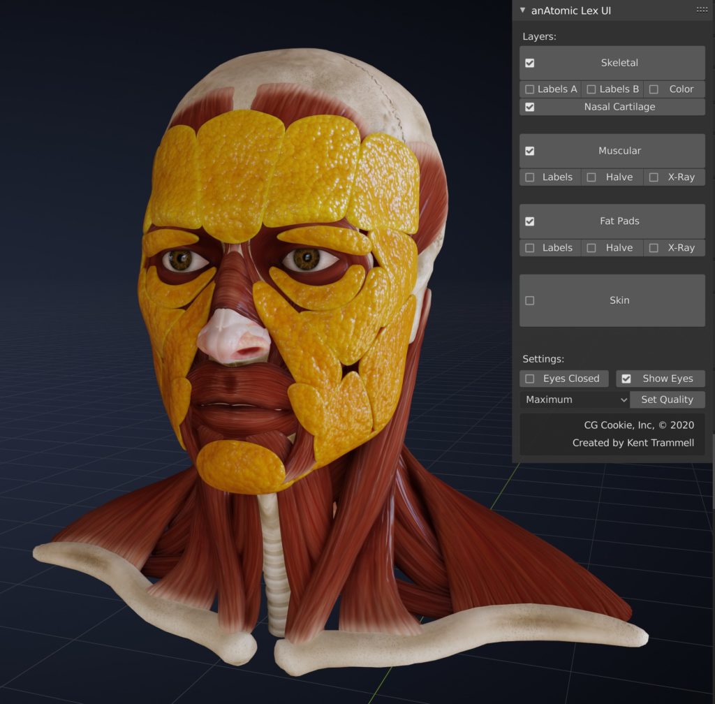 Switching off the skin layer reveals the facial fat pads