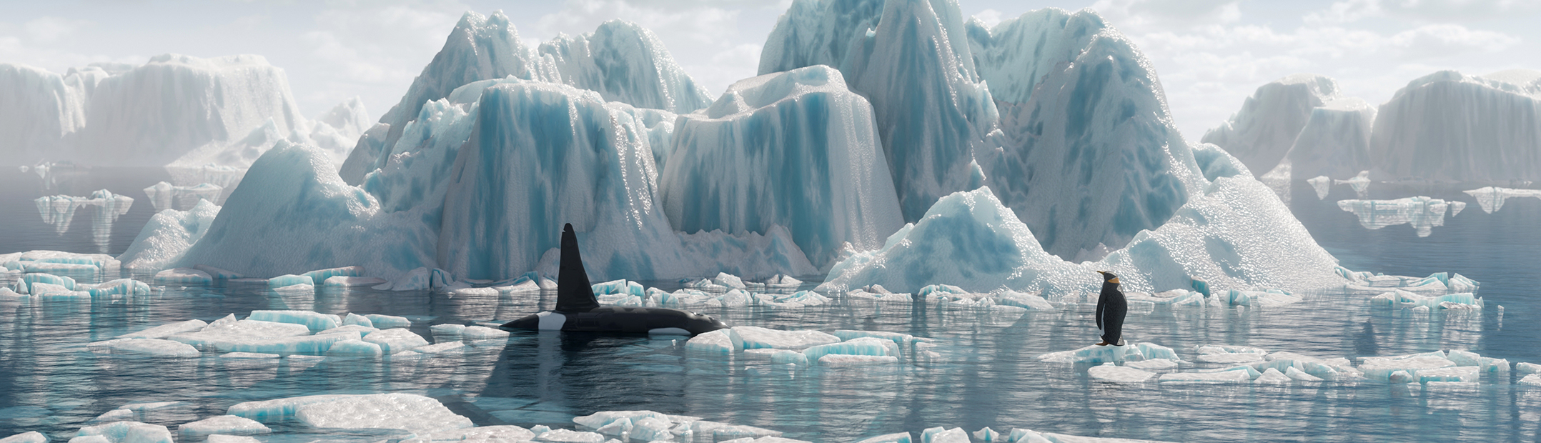 Orca hunt among icebergs